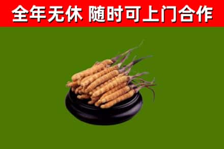 西宁回收散虫草