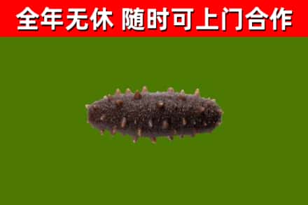 西宁回收海参干